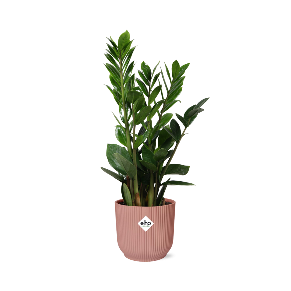 ZZ plant with upright glossy dark green stems in a pink ribbed ELHO Vibes pot