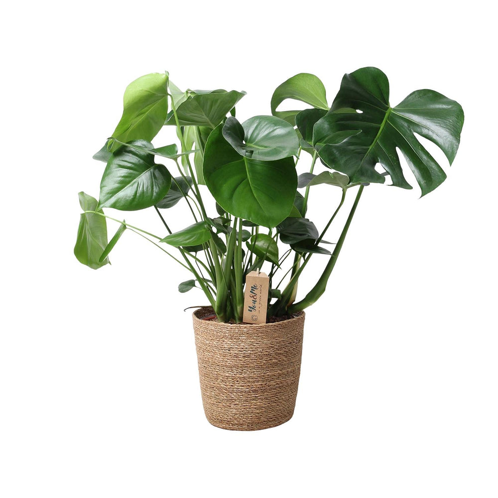 Large split and fenestrated leaves close-up of Monstera In Natural Basket - Ø21cm - ↕60cm