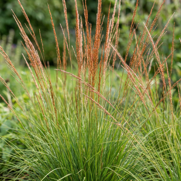 Pack of 24 Molinia caerulea 'Heidebraut' purple moor grass plants in 11cm pots - view 5