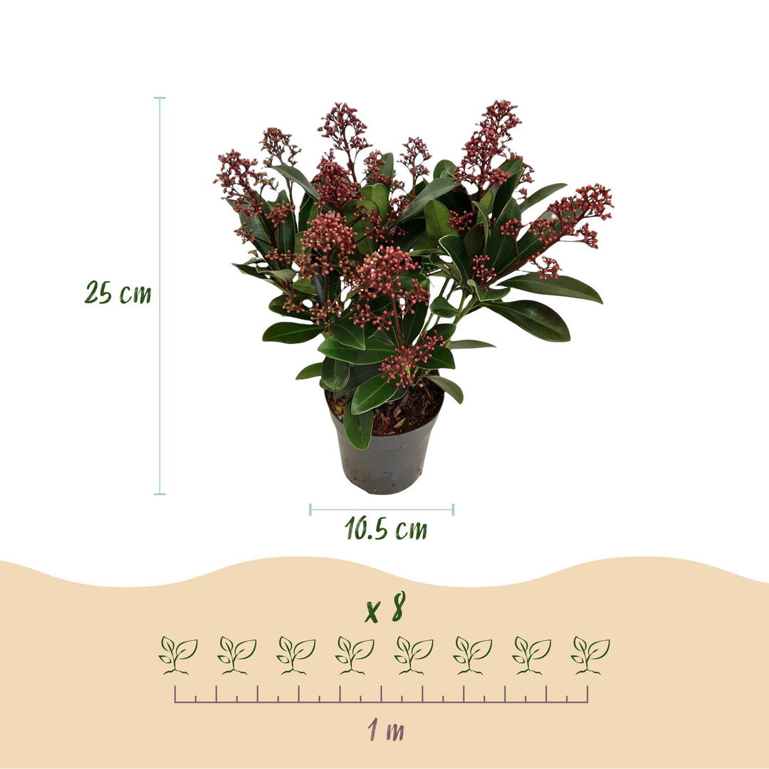 Pack of 3 Skimmia japonica 'Rubella' plants in 10.5cm pots, 25cm tall - view 3