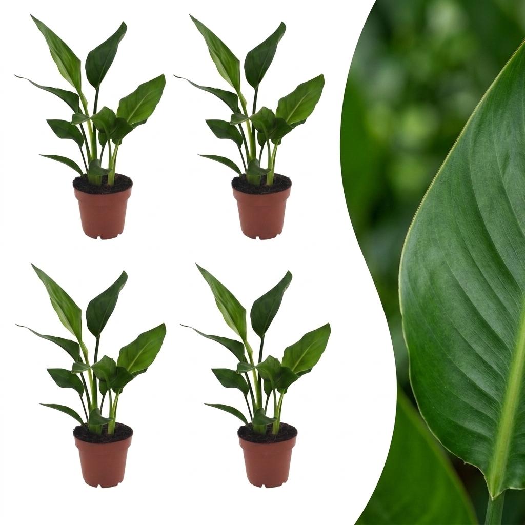 Bird of Paradise with large paddle-shaped leaves on tall upright stalks, set of 4 plants, about 35cm tall