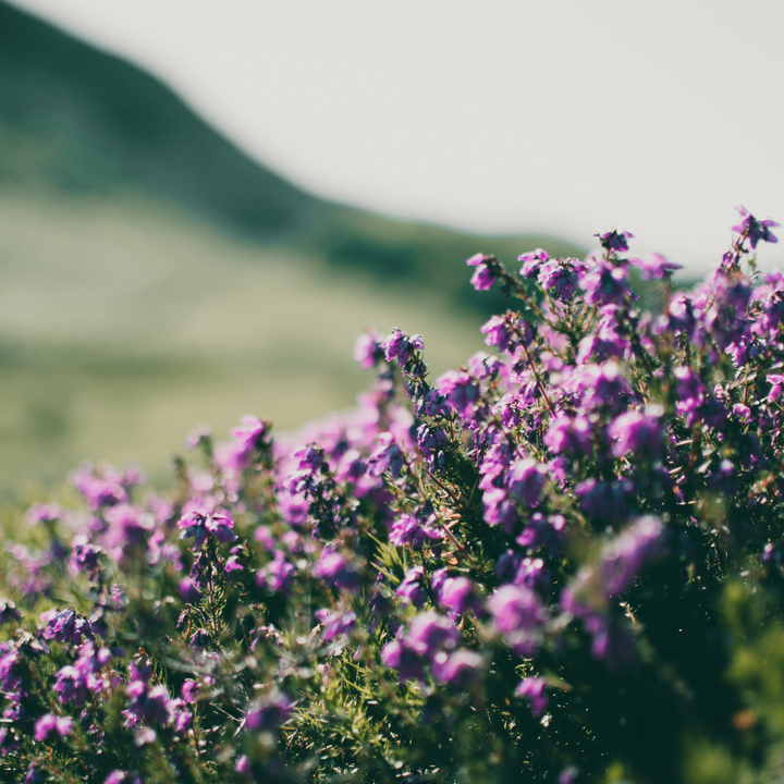 60x Thymus praecox 'Purple Beauty' - ↕10-25cm - Ø9cm