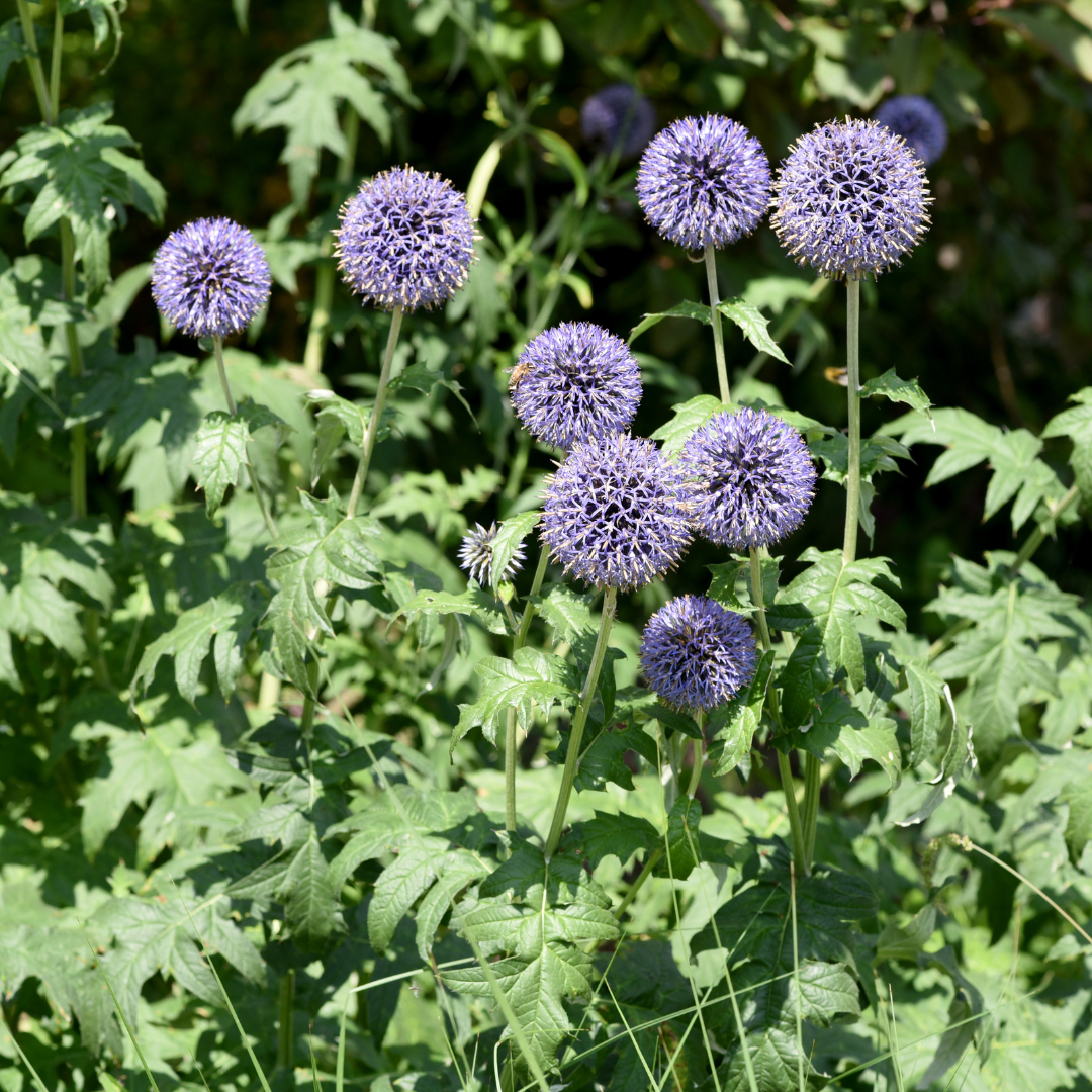 60x Echinops ritro - ↕10-25cm - Ø9cm