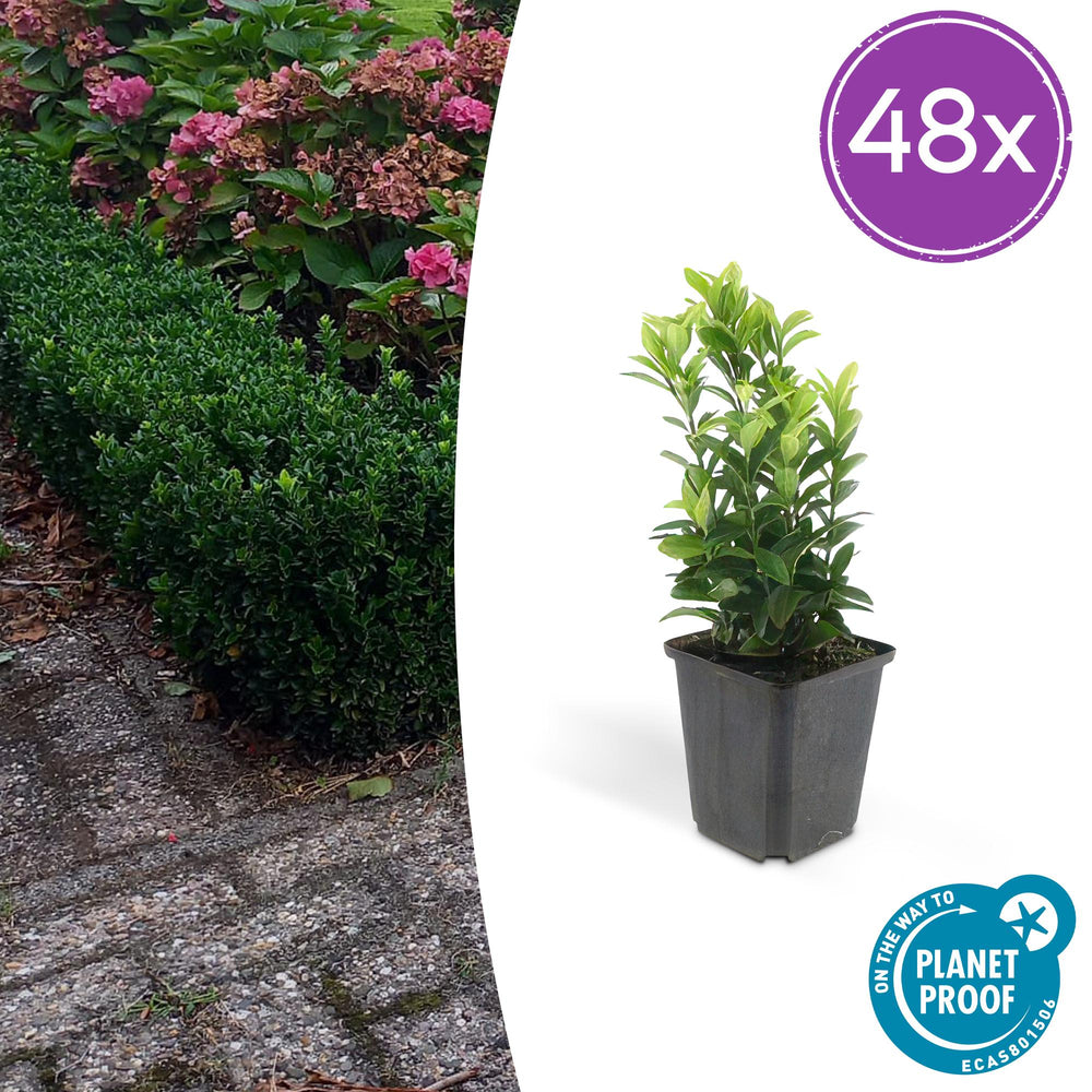 Euonymus Green Spire young plant with bright green lance-shaped leaves in grey plastic pot, 10-25cm height