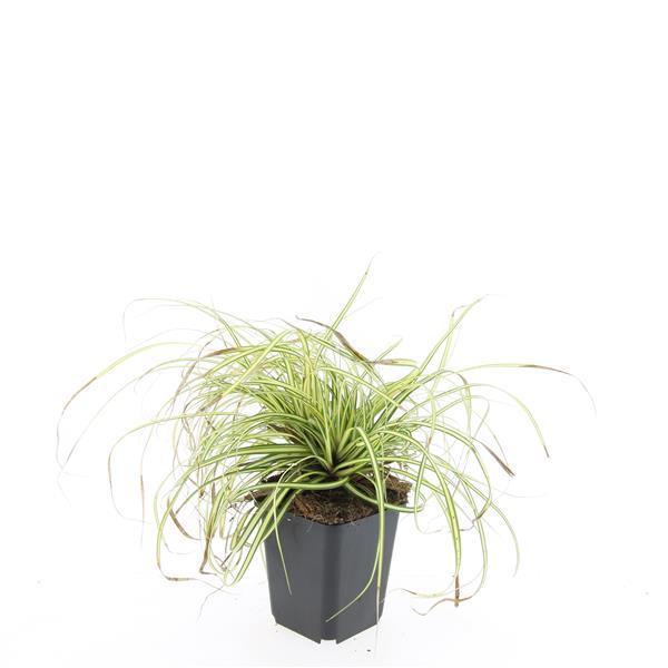 48x Carex Evergold Ornamental Grass | Gold Foliage – PlantGift.ie