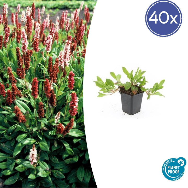 40x Persicaria 'Darjeeling Red' 9cm Pots - Red Foliage Perennial