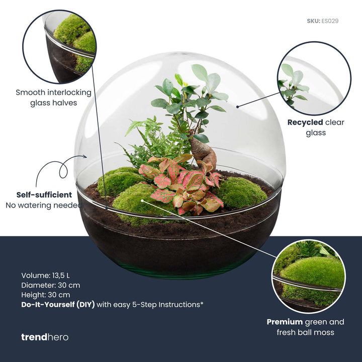 DIY Terrarium Kit - Dome XL Ficus Bonsai - 30cm - with Planting Tools