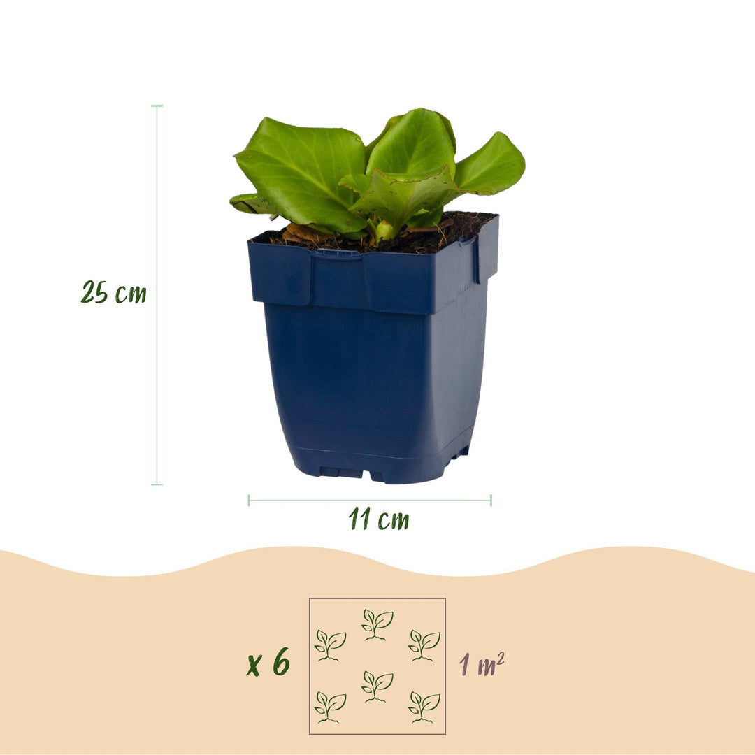 24x Bergenia cordifolia elephant's ears plants in 11cm pots - view 3