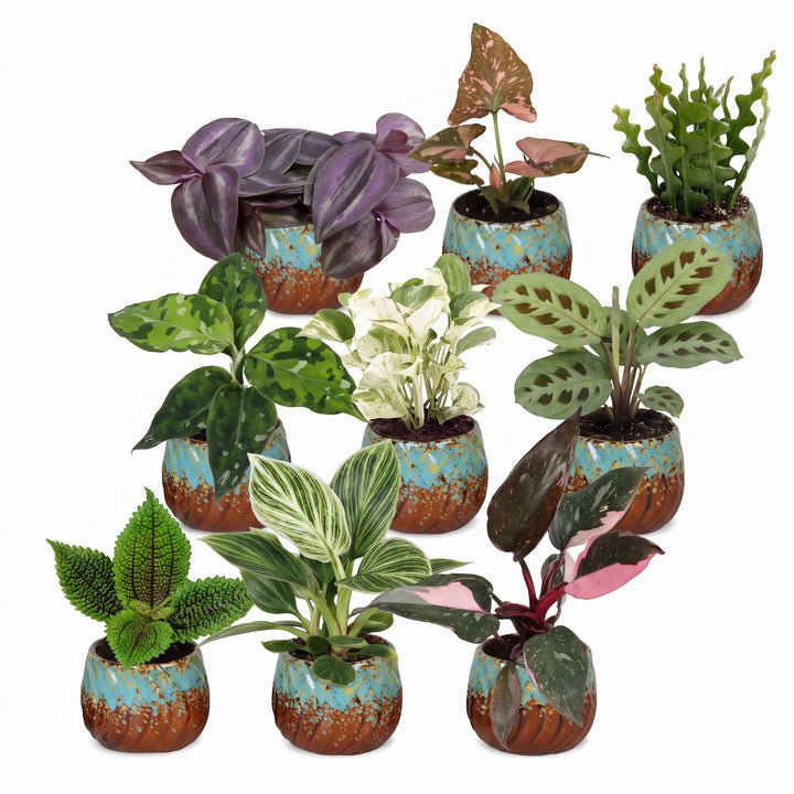 Baby Plants Surprise Box, 9 tropical plants in various colours, image 2