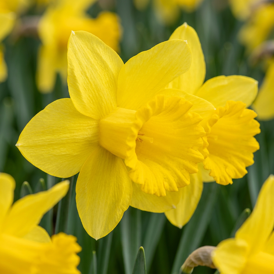 Narcissus 'Carlton' in flower, large soft-yellow trumpets with broad petals, 120-bulb pack for Irish gardens