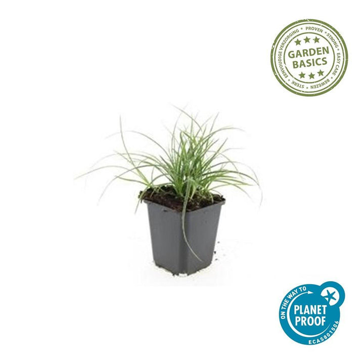 24x Luzula nivea - ↕10-25cm - Ø9cm