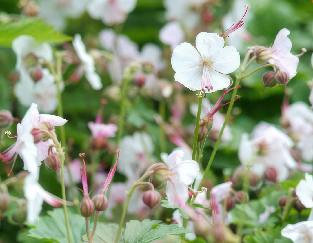 40x Hardy Geranium Biokovo - White-Pink Ground Cover - 9cm Pot
