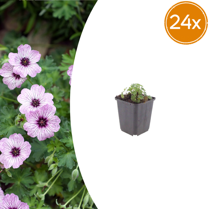 Pale pink geranium flowers with deep purple-red centres and veined petals, with green lobed foliage, and small potted…