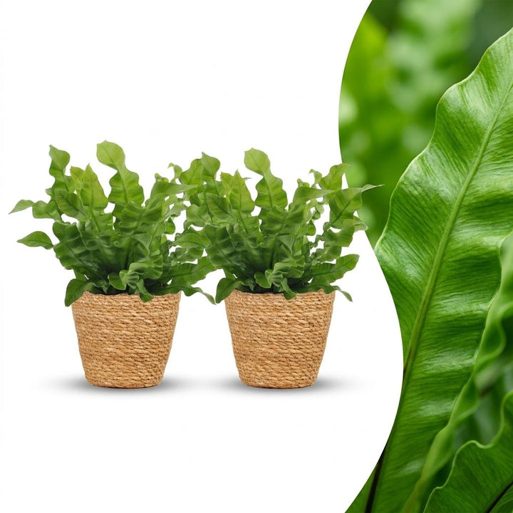 Crispy Wave Fern with bright green rippled fronds in a rosette, set of 2 plants in a woven basket, about 30cm tall