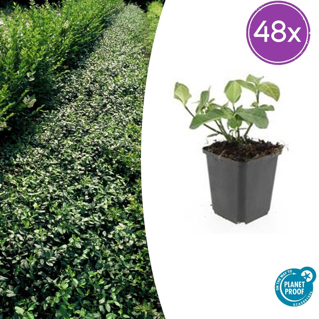 48x Euonymus fortunei 'Dart's Blanket' 10-25cm Evergreen Ground Cover