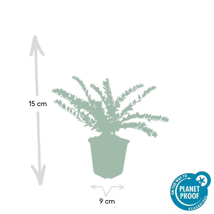 48x Lonicera nit. 'Maigrün' - ↕10-25cm - Ø9cm