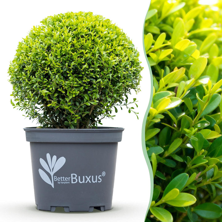 BetterBuxus Skylight box ball 30cm in 26cm pot