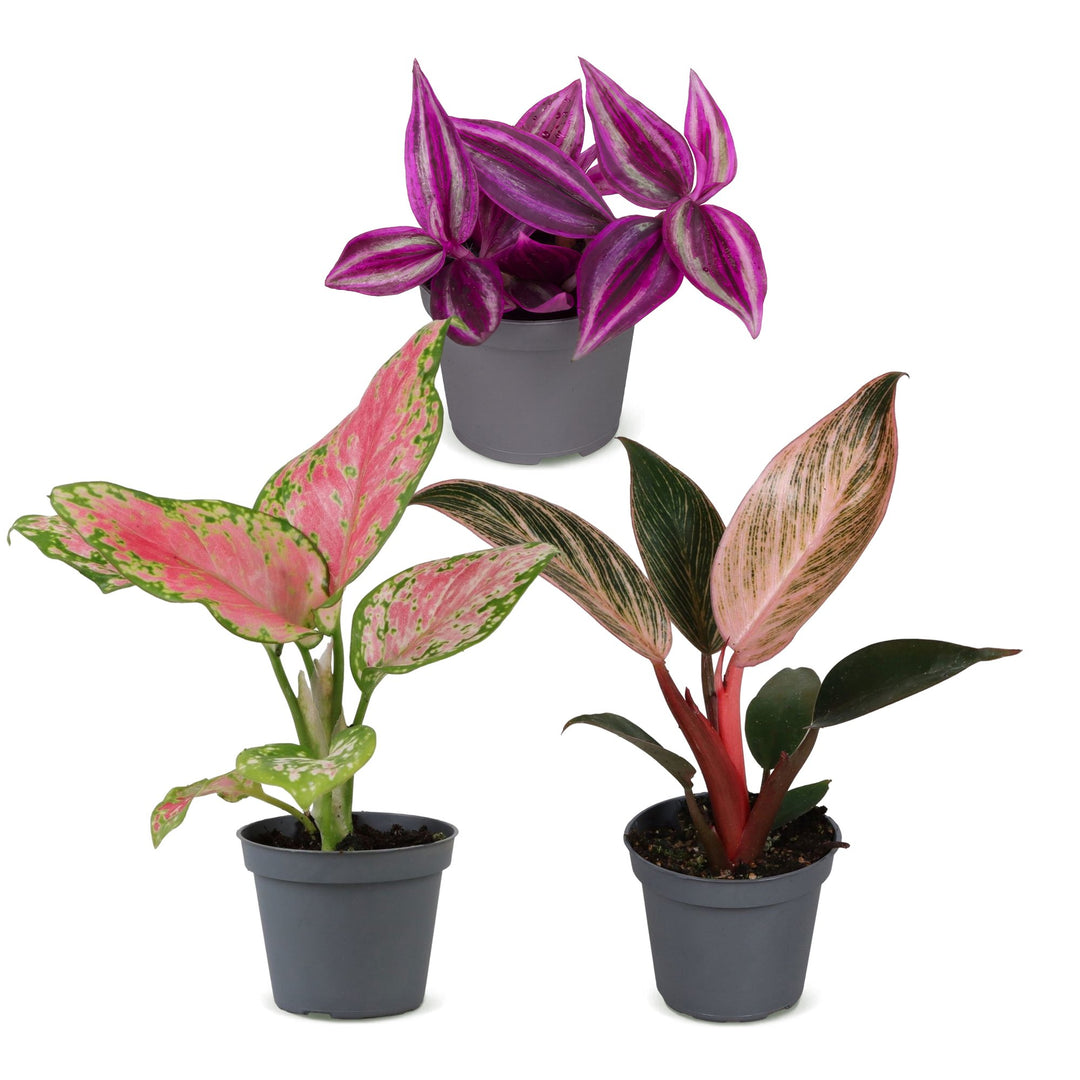 Baby Paradise Mix houseplants, pack of 3 (Tradescantia, Philodendron, Aglaonema), image 2