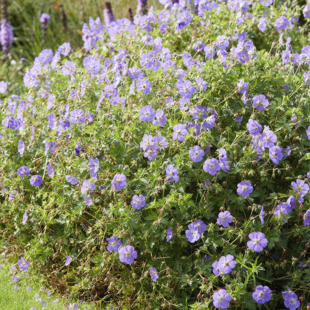 24x Geranium Rozanne Plants - Lilac Hardy Perennial - 10-25cm
