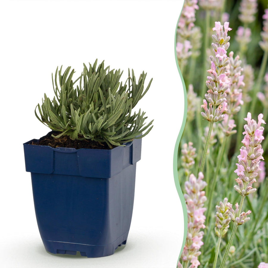 Pack of 24 Lavandula angustifolia 'Rosea' pink lavender plants in 11cm pots