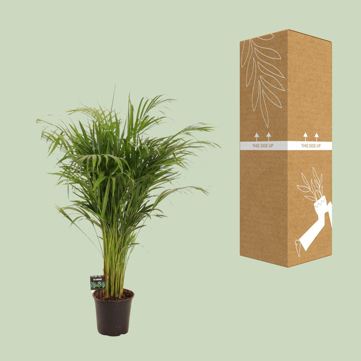 Dypsis Lutescens - Ø21cm - ↕110cm styled in an Irish home interior