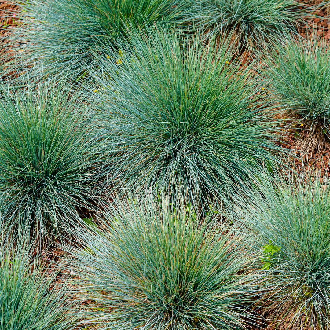 6x Festuca gautieri - ↕10-25cm - Ø9cm packed for EU plant delivery from PlantGift.ie