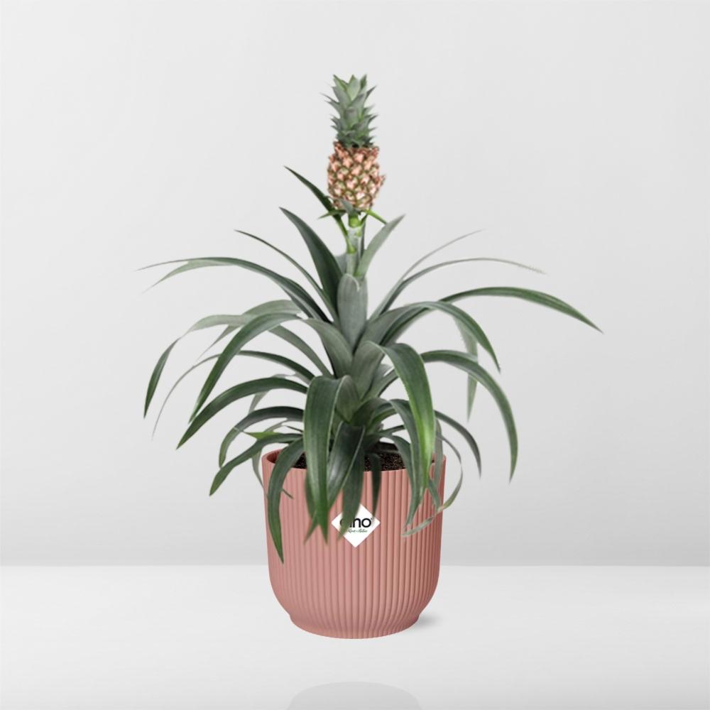Ornamental Pineapple Mi Amigo (Ananas comosus 'Mi Amigo') in a pink ELHO Vibes pot, view 6