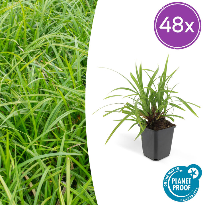 48x Carex morrowii 'Irish Green' - ↕10-25cm - Ø9cm