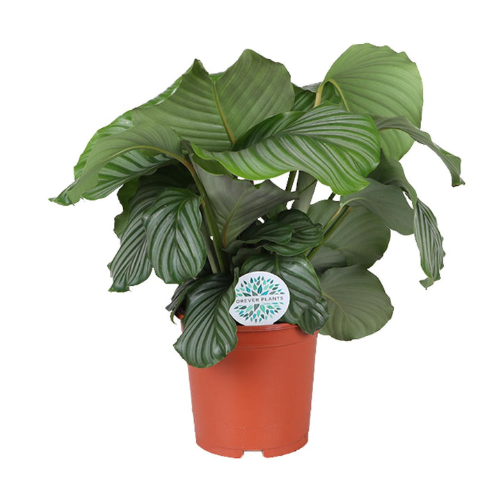 Calathea Orbifolia in 21cm pot, 65cm tall, patterned decorative prayer plant leaves, by PlantGift.ie