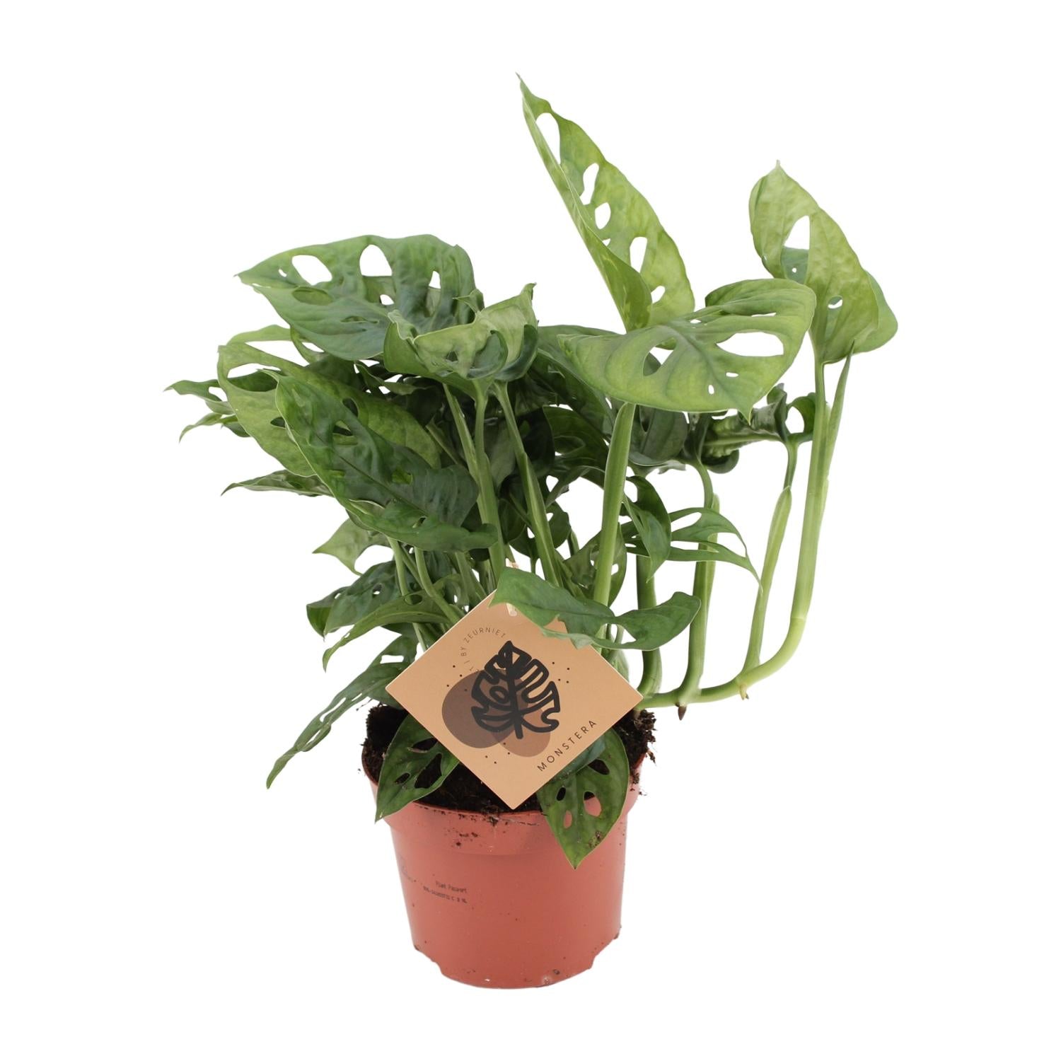 Monstera Deliciosa 12cm Pot 30cm | Swiss Cheese