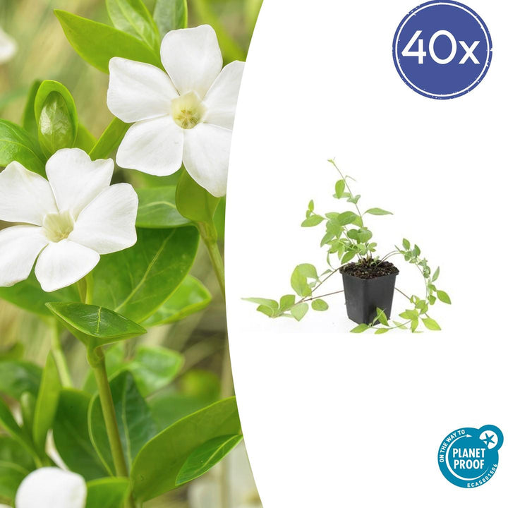 40x Vinca major 'Alba' White Periwinkle - Evergreen Ground Cover 9cm