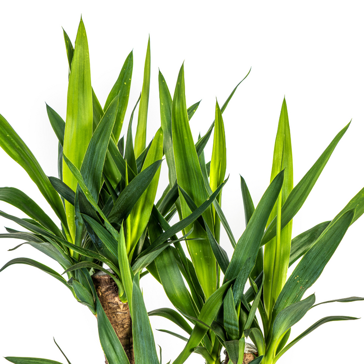 Yucca Elephantipes Branched 60-70cm — Spineless Yucca in 21cm pot
