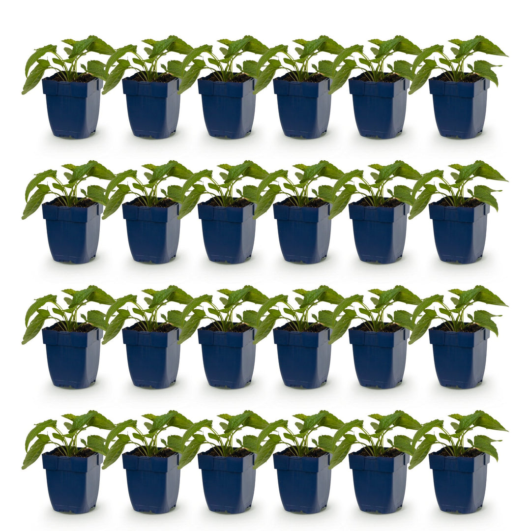 Pack of 24 Rudbeckia fulgida 'Goldsturm' black-eyed Susan plants in 11cm pots - view 2