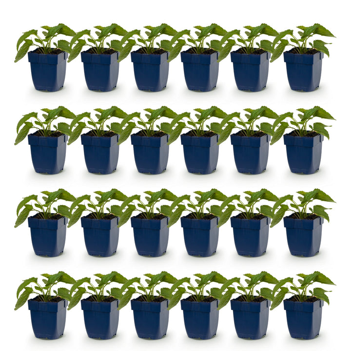Pack of 24 Rudbeckia fulgida 'Goldsturm' black-eyed Susan plants in 11cm pots - view 2