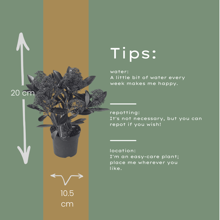 Set of 3 Skimmia 'Rubella' plants in 10.5 cm pots, height 20-25 cm, ideal for easy care gardening.