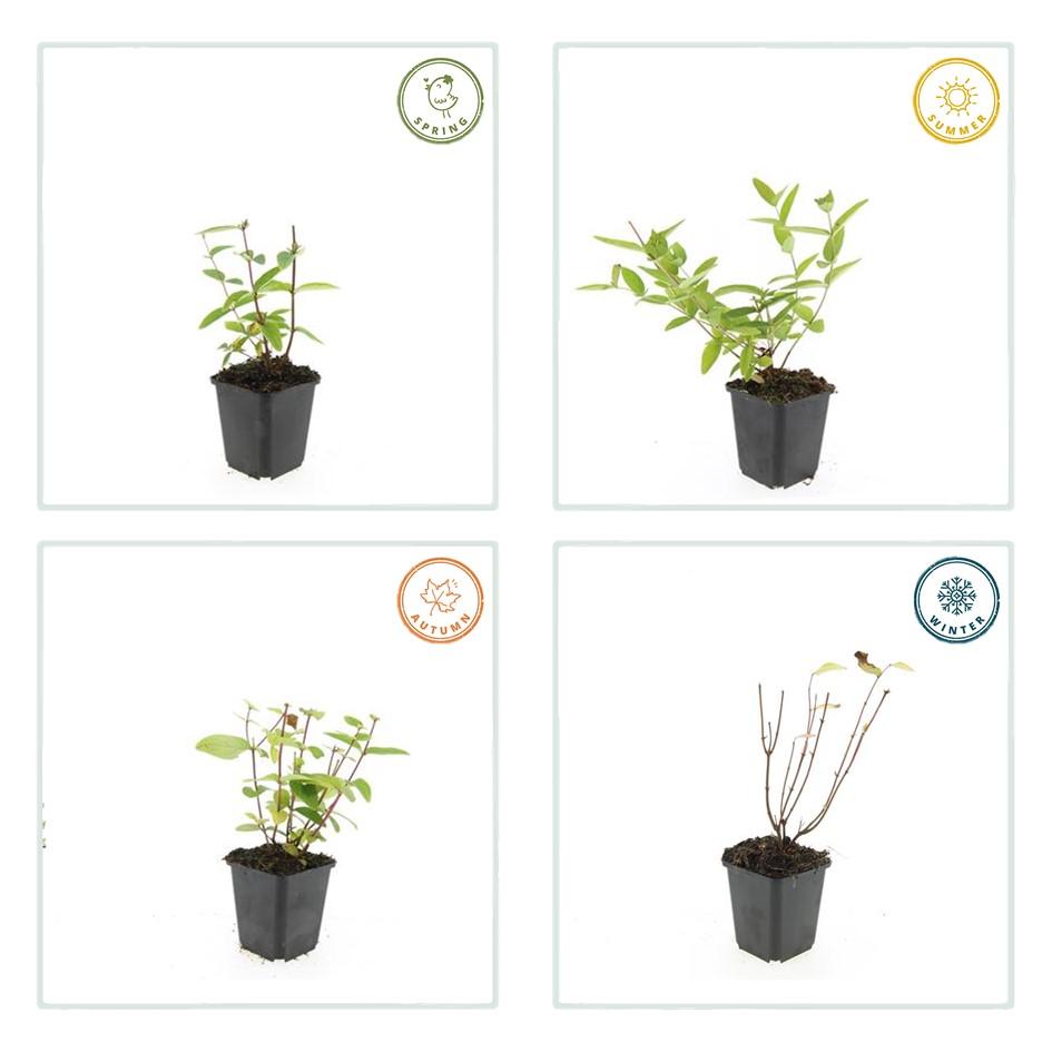 24x Hypericum inodorum 'Annebel' - ↕10-25cm - Ø9cm