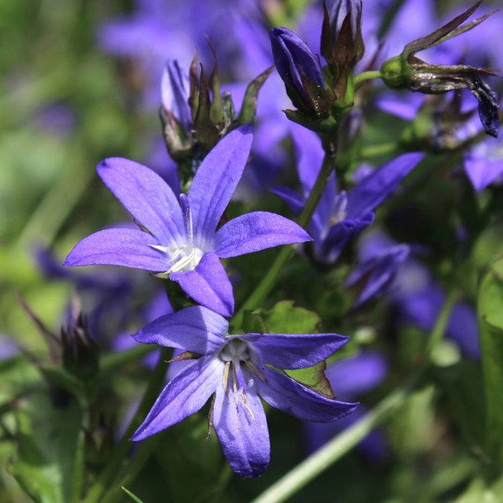 24x Campanula poscharskyana Serbian Bellflower - Ground Cover - 9cm Pot - 10-25cm