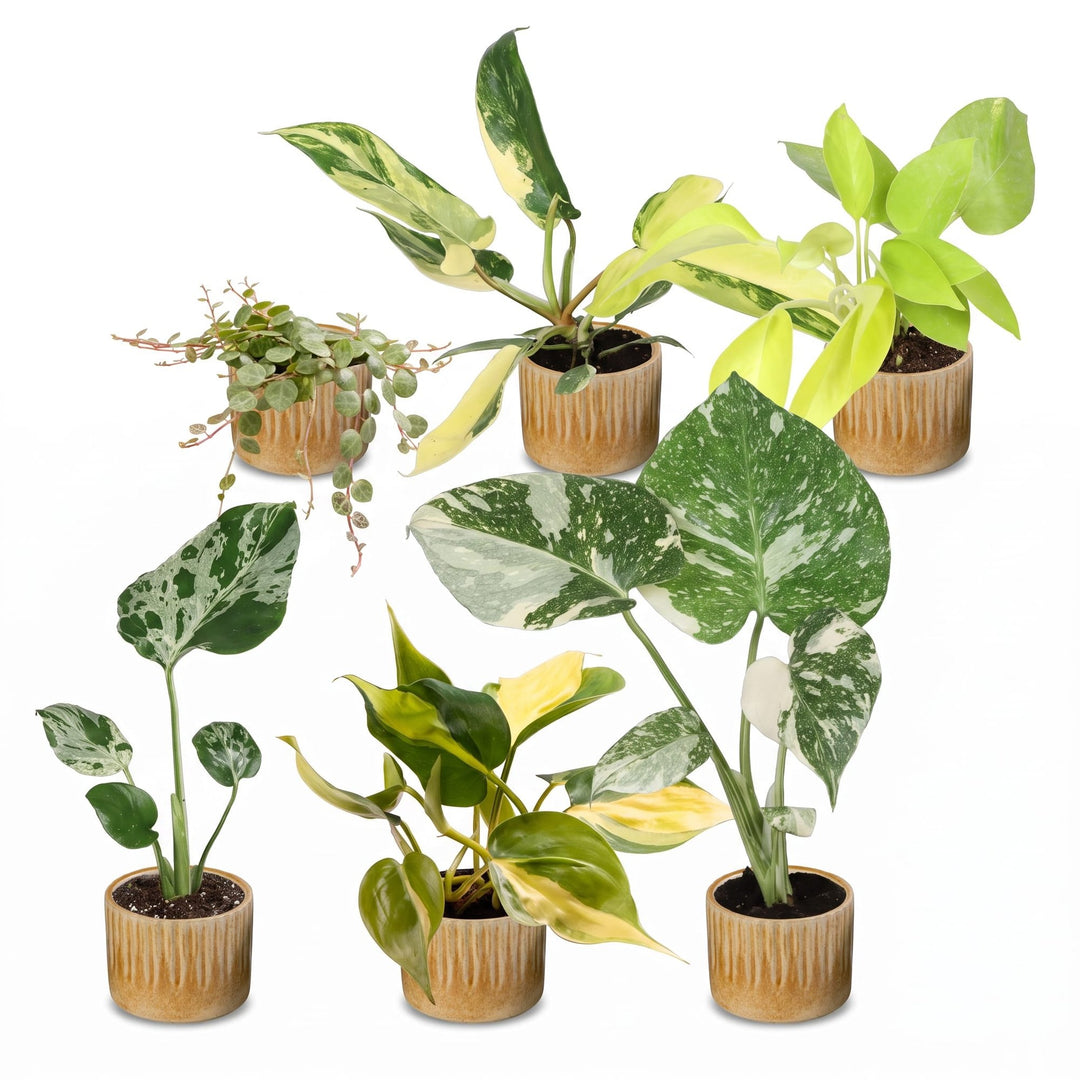 Baby Tropical Mix, six tropical houseplants in Ø6cm pots, pack of 6, image 2