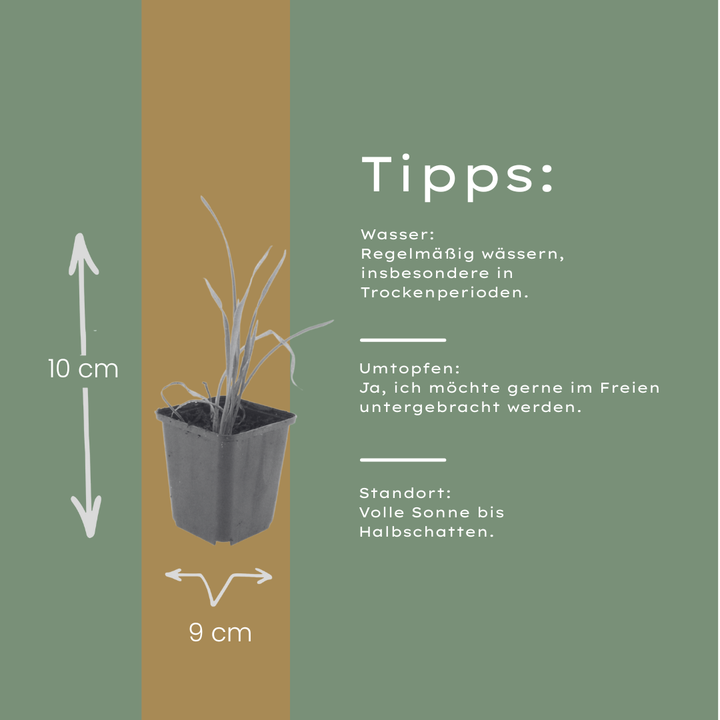 6x Hemerocallis 'Stella de Oro' - ↕10-25cm - Ø9cm styled in an Irish home interior
