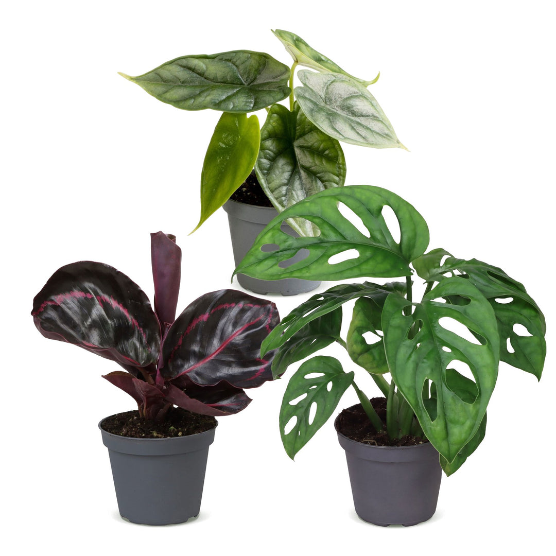 Baby Jungle Mix, pack of 3 tropical houseplants in growing pots, image 2