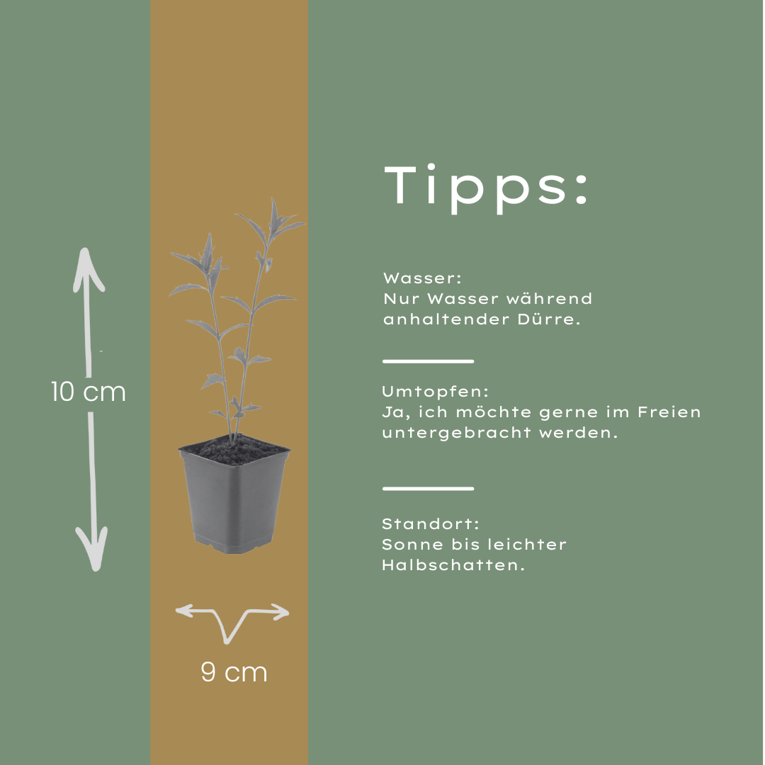 48x Kalimeris incisa 'Blue Star' - ↕10-25cm - Ø9cm