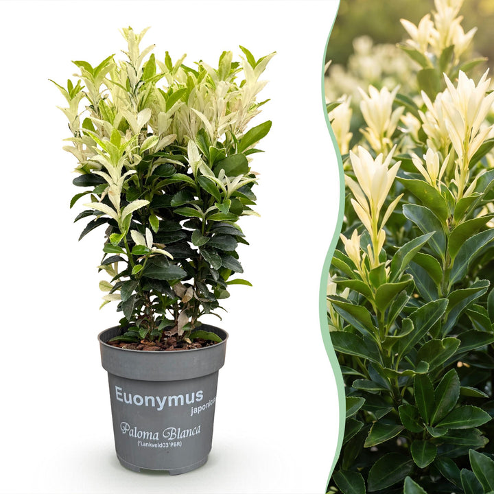 40x Euonymus japonicus 'Paloma Blanca' Japanese Spindle - Evergreen Hedging - 9cm Pot - 20-30cm