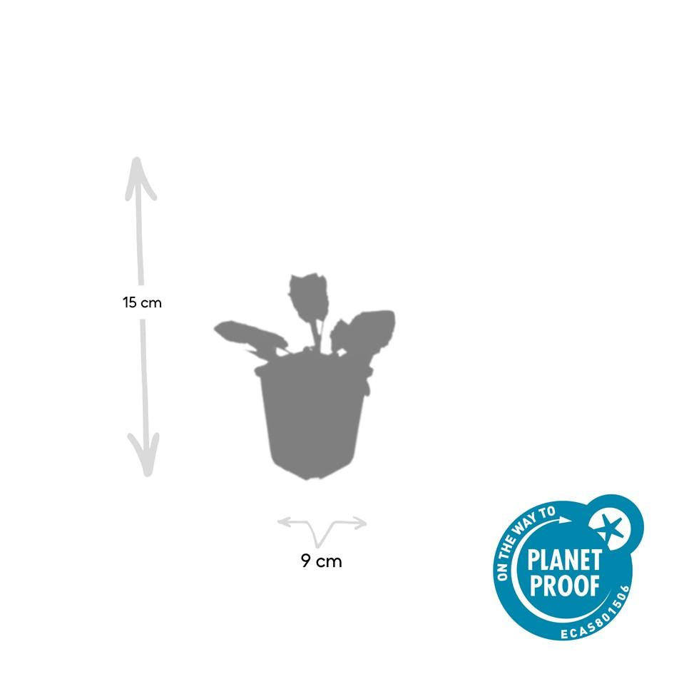 6x Salvia nem. 'Mainacht' - ↕10-25cm - Ø9cm full-plant overview, healthy foliage and strong roots