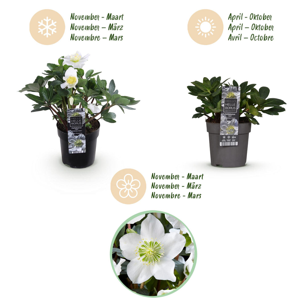 4x Helleborus niger 'Christmas Carol' Christmas Rose in 10.5cm pots - view 9