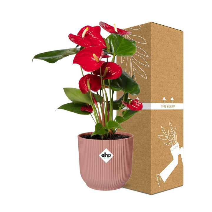 Red Anthurium (Anthurium andraeanum) in a pink ELHO Vibes pot, view 4