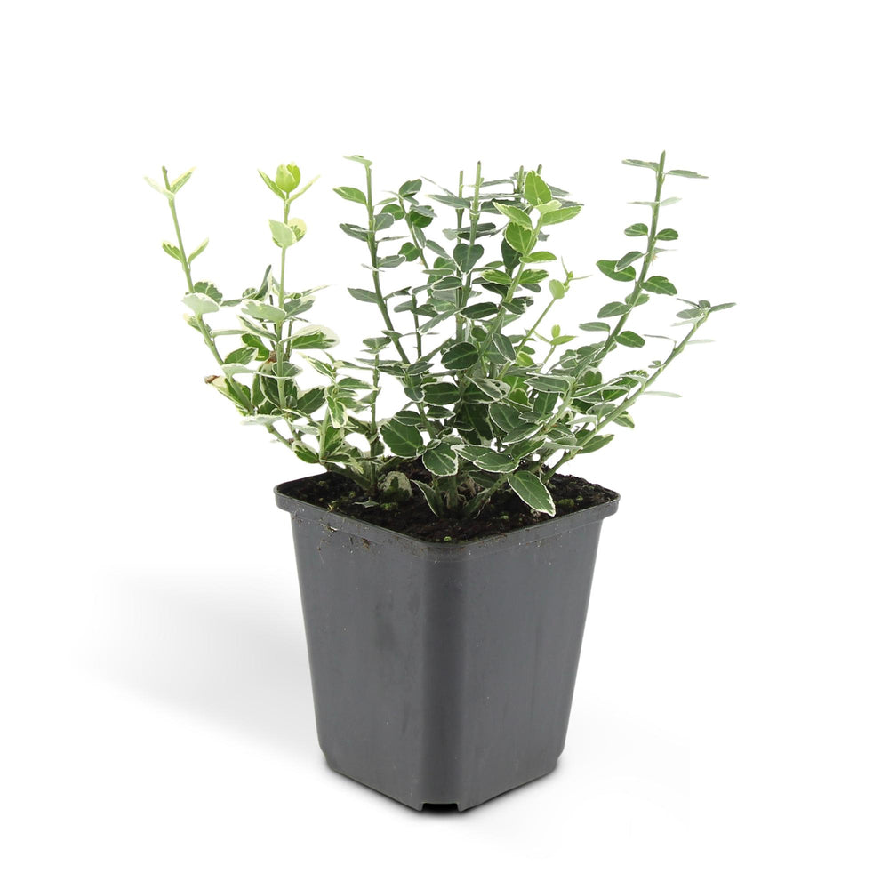 24x Everspring Euonymus Emerald Gaiety, hardy variegated ground cover plants in 9cm pots with green and white leaves.