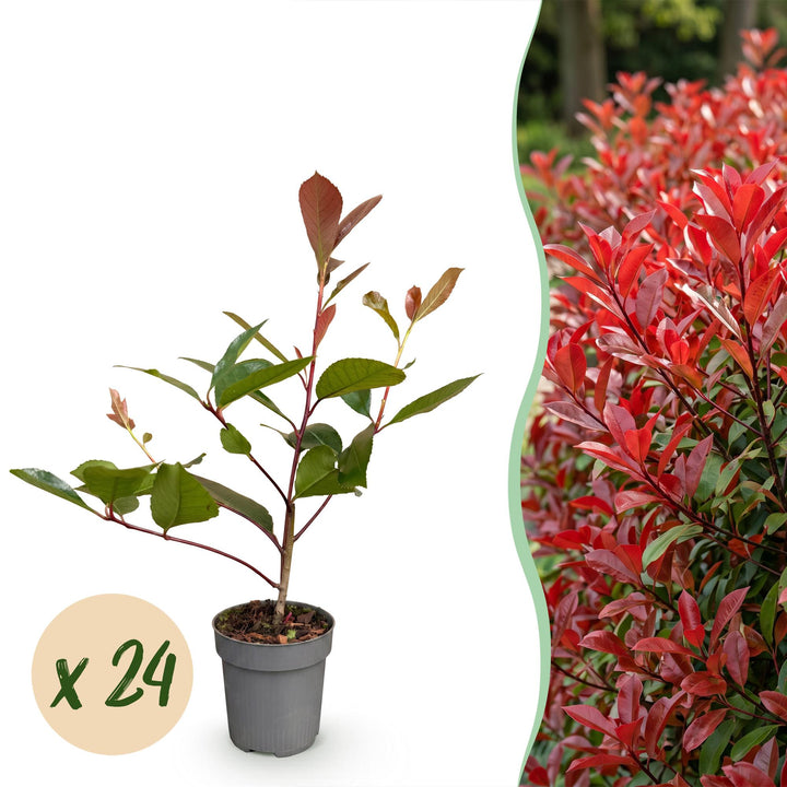 24 Photinia fraseri Red Robin hedging plants in 9cm pots
