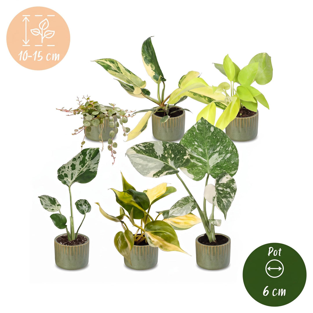 Baby Tropical Mix, six tropical houseplants in Ø6cm pots, image 5