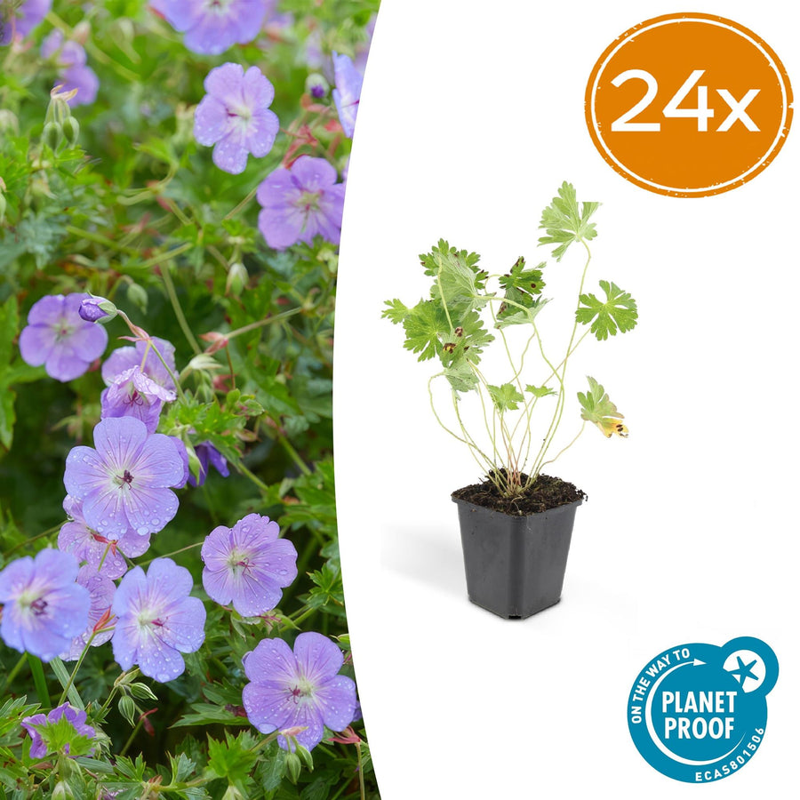 24 Lilac Geranium Rozanne plants in 9cm pots, hardy perennial, ideal for borders and cottage gardens