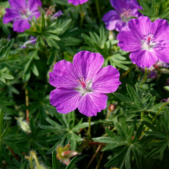 60x Geranium sanguineum - ↕10-25cm - Ø9cm